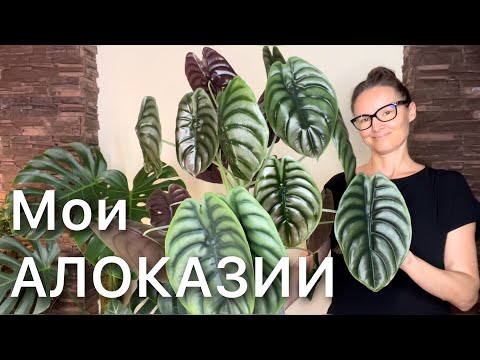 Видео: БОЛЬШОЙ обзор ВСЕХ Алоказий 15 сортов🤩 в интерьере Часть 1