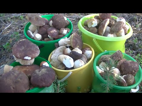 Видео: Грибной Сезон 2022 Открыт! Мощнейшая Волна Боровиков Началась!
