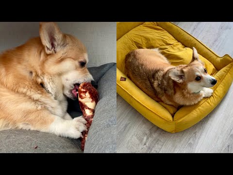 Видео: ДЕНЬ КОРГИ! что один ест, другой отказывается 😂 Пилим деревья на участвке 🌳 новый телевизор | VLOG