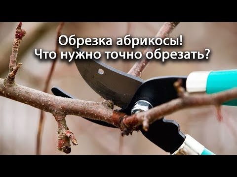 Видео: Обрезка абрикосы! Если обрезать эти ветки, то урожая не видать! Что нужно точно обрезать? Всё просто