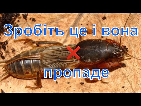 Видео: Супер спосіб від медведки