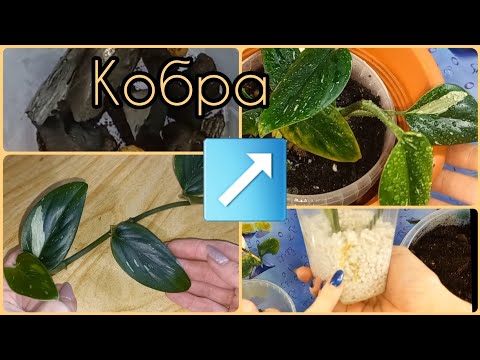 Видео: ЛЕГКО укореняется!🌱ФИЛОДЕНДРОН Кобра🌸От ЧЕРЕНКА до КУСТИКА за 16 дней🌱Секреты успеха🌱Грунт🌸Дренаж🌱