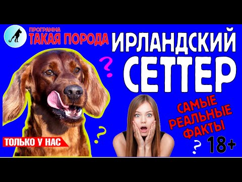 Видео: Такая порода. Ирландский сеттер