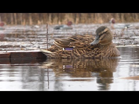 Видео: ВЕСЕННЯЯ ОХОТА НА УТКУ 2022! Охота с чучелами и подсадной уткой!!! Часть ТРЕТЬЯ... День ЧИРКА...