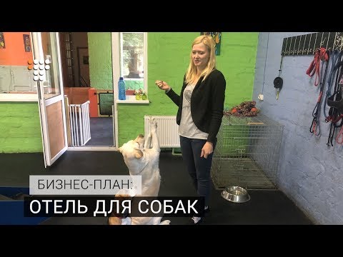 Видео: Бизнес-план: отель для собак