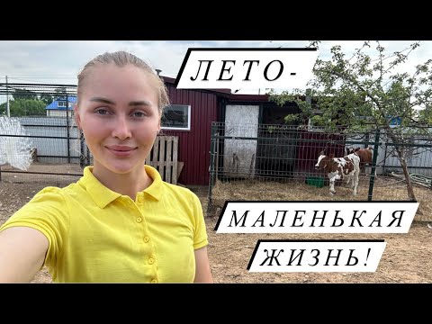 Видео: Наводим порядок на ферме! Дойка коров, выпас животных и вылупы цыплят!