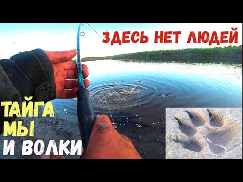 Видео: ГДЕ НЕТ ЛЮДЕЙ ТАЙГА И ВОЛКИ!!! И РЫБА КУДА НЕ КИНЬ! ЯКУТИЯ.