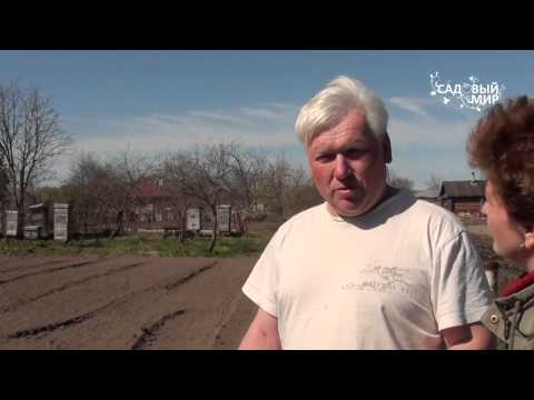Видео: Как посадить картофель. Сайт "Садовый мир"