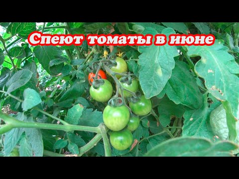 Видео: СТОИТ ЖАРА, СТАРАЕМСЯ ПОЛИВАЕМ, ЧТО ТО ВСЁ РАВНО РАСТЁТ