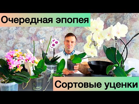 Видео: Орхидейный УЛОВ и последующие действия. Реанимация, интенсивная терапия и «огуречик» 🤣