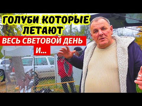Видео: Осенняя Ярмарка голубей 2025 снова радует! г.Павлоград 18.10.2025 2-я ч.