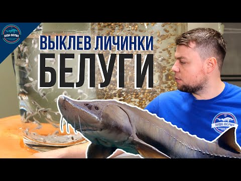Видео: Выклев икры Белуги на АкваФерме