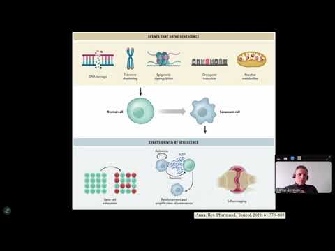 Видео: Молекулярні механізми старіння: зістарені клітини (senescent cell) та сенолітична терапія. 1 частина
