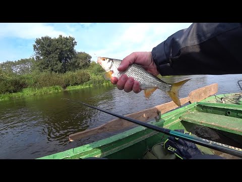 Видео: Крупная плотва на пшеницу с лодки.Рыбалка на Западной Двине