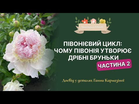 Видео: Сюрприз у посадковому матеріалі півоній