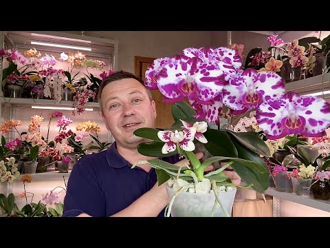 Видео: летний ПОЛИВ ОРХИДЕЙ мокрые пяточки КАК перевожу орхидеи с замачивания