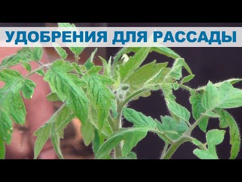 Видео: Удобрений при выращивании рассады томата. СУПЕР ПОДКОРМКА!!!