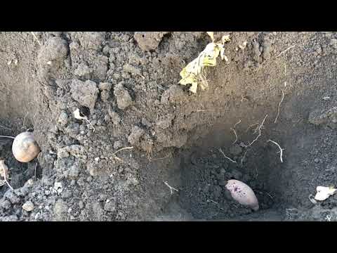 Видео: Про мой огород и не только. Посадка картофеля под зиму 2022.