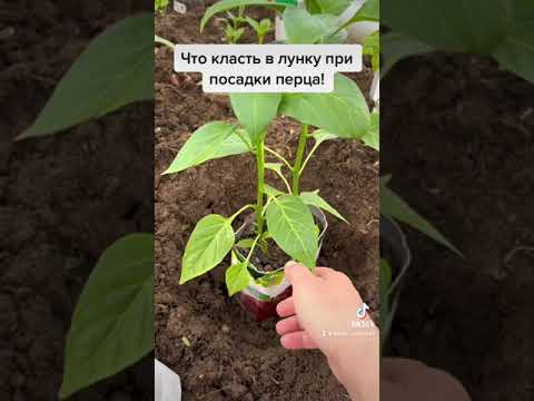 Видео: Что класть в лунку при посадке перца сладкого.