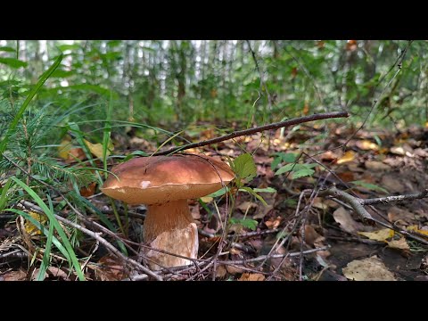 Видео: За грибами с саратовскими грибниками!