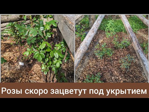 Видео: Открытие роз 2023! Очередь на место тех кто вредничает. 26 апреля 2023 г.