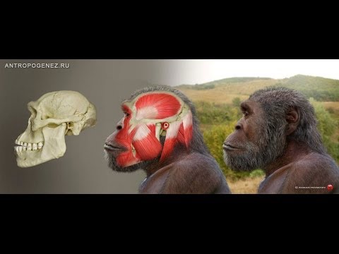 Видео: Эти таинственные ранние Homo. Станислав Дробышевский