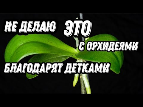 Видео: ☝️ Как ИЗ ОДНОЙ орхидеи получаю НЕСКОЛЬКО👶 Пара месяцев и готовы к цветению🤔 Самый БЫСТРЫЙ СПОСОБ.👍