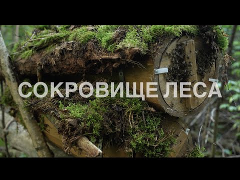 Видео: СОКРОВИЩЕ ЛЕСА