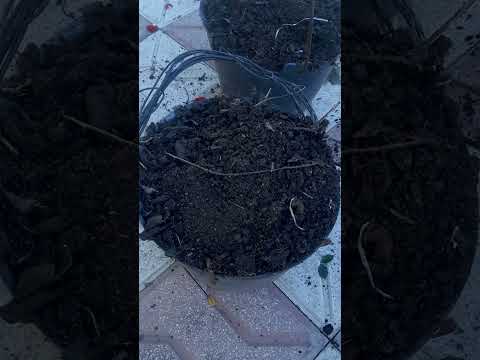 Видео: озука додан ба анор ва обрезкаи анор.