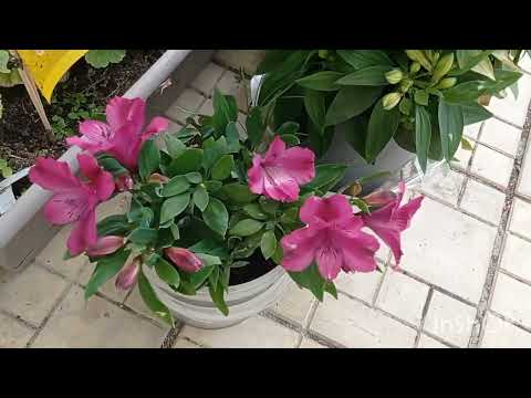 Видео: Горшечная альстромерия. Выращивание в огороде и в кашпо под навесом. 