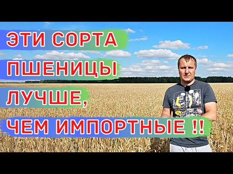 Видео: ВЫСОКОУРОЖАЙНЫЕ Сорта для СТЕПИ и ЛЕСОСТЕПИ! Ячмень - Вакула, Пшеница - Гонец и Юнион.