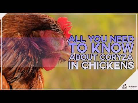 Видео: Все, что вам нужно знать о насморке у кур