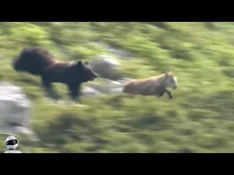 Видео: Уничтожил За Секунду / Сражения Животных Снятые на Камеру