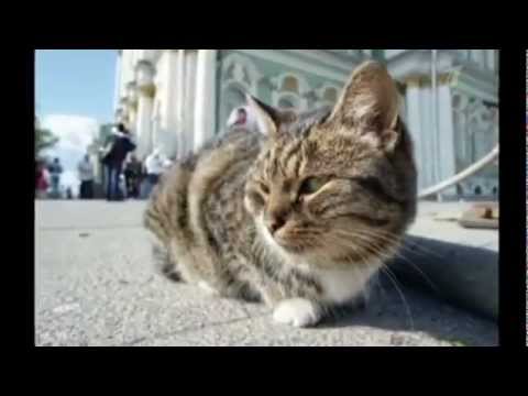 Видео: "Непутевые заметки" о Казани