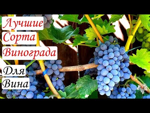 Видео: Самые лучшие сорта винограда для изготовления вина