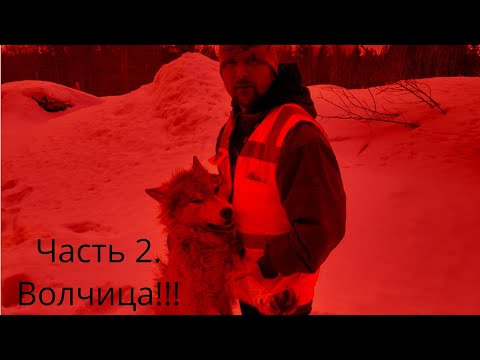 Видео: Охота На Волка 2023!!! Часть 2. С Высоты Птичьего полета!!! Смелый Матёрый вышел из оклада!!!