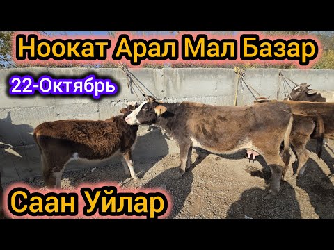 Видео: Ноокат Арал Мал Базар Саан Уйлар 22 Октябрь#байкж 