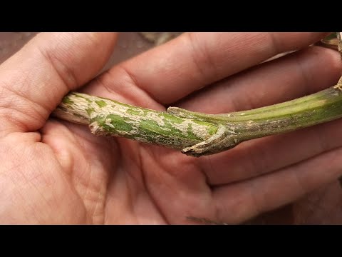 Видео: Прививка Арбуза / grafting of watermelon