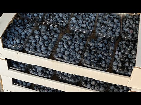 Видео: Урожай голубики 2024, сборы и продажи. Завоз кислого торфа на плантацию