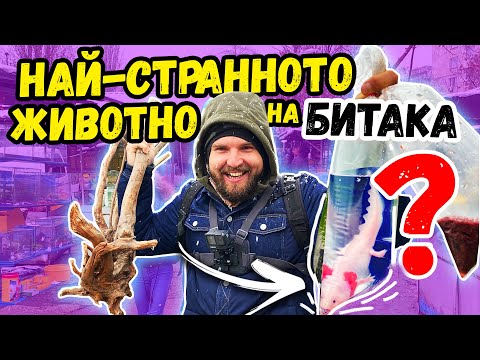 Видео: КУПИХ ЖИВ ПРАИСТОРИЧЕСКИ ФОСИЛ от животинския пазар в София Подуяне