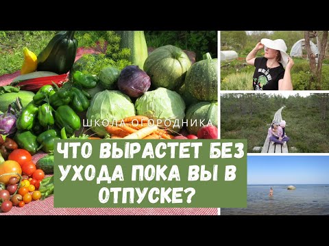Видео: ПОСАДИТЕ И УЕЗЖАЙТЕ В ОТПУСК! 17 овощей, которые можно вырастить, оставив надолго без ухода