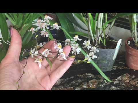 Видео: Мои короли и королевы в июне. Цветение орхидей. Фаленопсис, Дендробиум, милтониопсис, онцидиум и др.