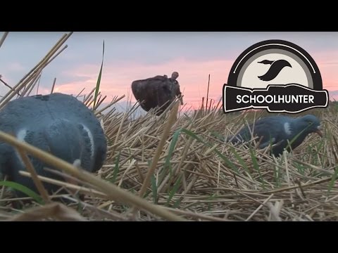 Видео: Охота на вяхиря