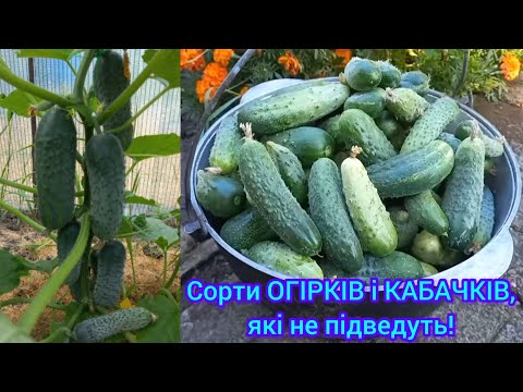 Видео: ГІБРИДИ ОГІРКІВ,які не підведуть🥒Якісне насіння врожай до заморозків#сортиогірків#гібридиогірків#сад