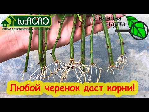 Видео: ЗАСТАВИМ ПУСТИТЬ КОРНИ! САМЫЙ ПРОСТОЙ СПОСОБ УКОРЕНИТЬ ЛЮБОЙ ЧЕРЕНОК. Черенкование роз и винограда.