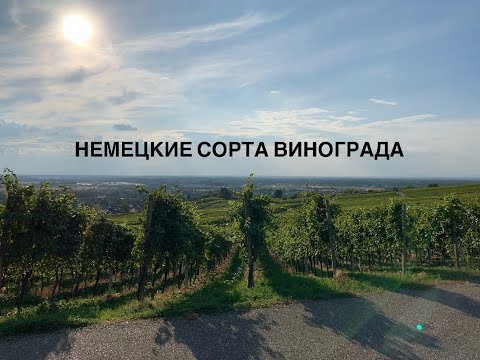 Видео: Немецкие сорта винограда