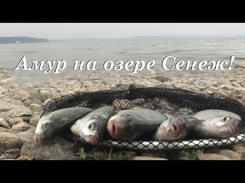Видео: Амур на озере Сенеж! Рыбалка на фидер в Московской области
