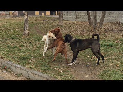 Видео: Питбуль против двоих сразу ! Они не знали на что нарвались... Питбуль Спайк и дворовые собаки.