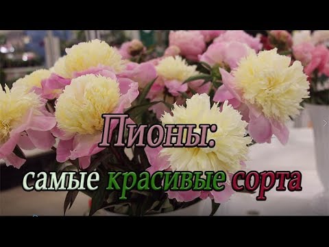 Видео: Пионы: самые красивые сорта