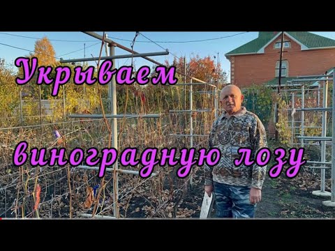 Видео: Укрываем виноградную лозу